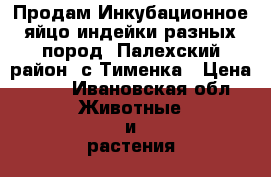 Продам Инкубационное яйцо индейки разных пород. Палехский район, с.Тименка › Цена ­ 80 - Ивановская обл. Животные и растения » Птицы   . Ивановская обл.